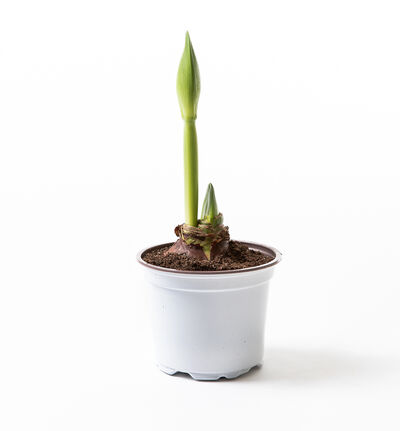 Amaryllis rosa 2 stilker Amaryllis rosa 2 stilker